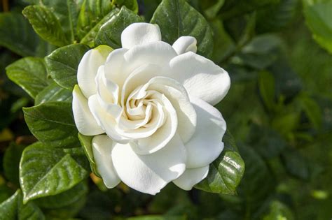 gardenia blossom
